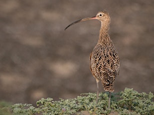 World Curlew Day webinar: Curlews of the World