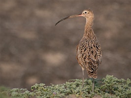 Webinar: Curlews of the World primary image