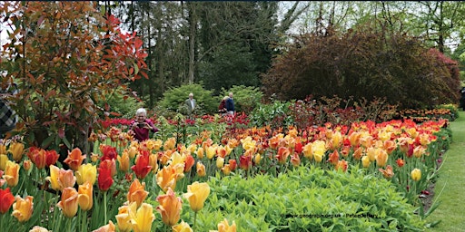 Pashley Manor Tulips Festival Coach Trip from Sittingbourne primary image