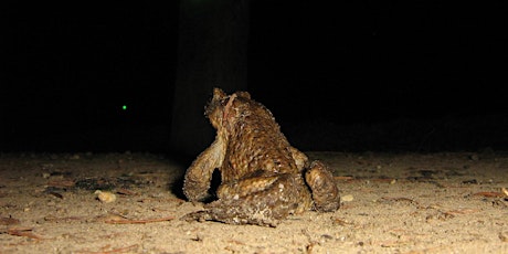 Natuurthema-avond: op pad naar de poel