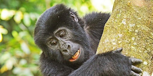 11 days Best of Uganda Safari  primärbild