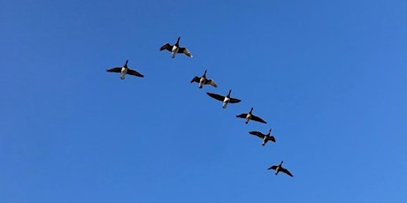 Let the Wild Geese Fly: Dialogue as activism and new systems of leadership primary image