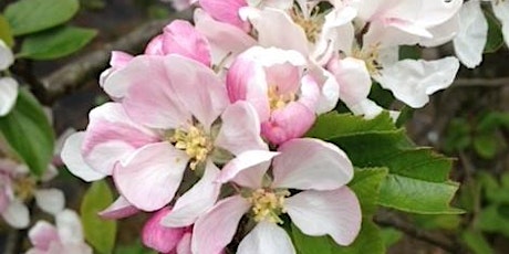 Priorwood Garden Spring Blossom Picnic