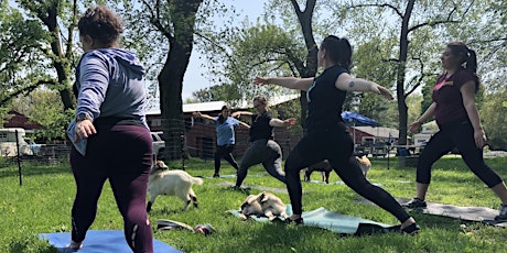 Goat Yoga