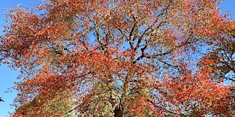 October Free Tree Walk: Rovensky Park
