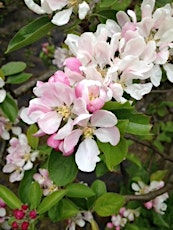 Priorwood Garden Spring Blossom Picnic