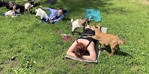 Goat Yoga primary image