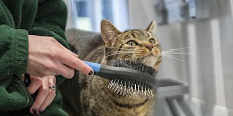 Cat Care Volunteer Taster & Introduction