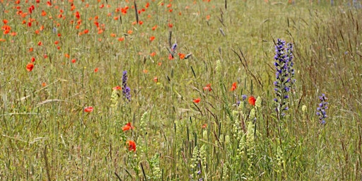 Hauptbild für Shimpling Park Farm Tour (DZC2986)