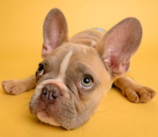 Primaire afbeelding van Puppy Meditation [puppy optional]