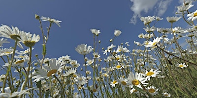 Summer evening stroll (Cambourne) primary image