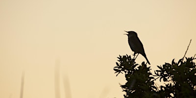 Dawn Chorus at Attenborough Nature Reserve primary image