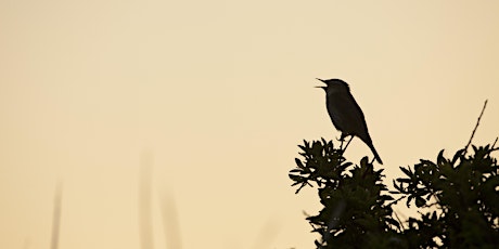 Dawn Chorus at Attenborough Nature Reserve