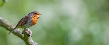 Dawn Chorus at Attenborough Nature Reserve: Basics for Beginners