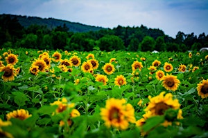 Sunflower Soiree