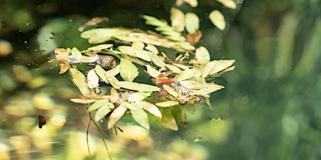 Composition in the Field - Photography Workshop