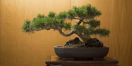 Primaire afbeelding van ABAS 64TH ANNUAL BONSAI & SUISEKI SHOW AND SALE, APRIL 13TH AND 14TH