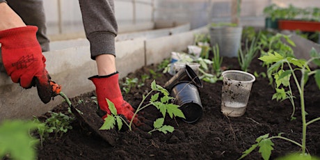 Starting Your Garden