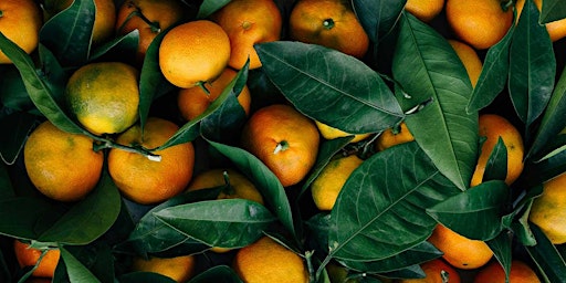 Orange Blossom Perfume  Accords, with Ashley Eden Kessler (online) primary image