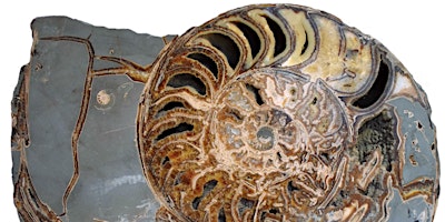 Hauptbild für Ammonite, azurite, rhyolite…