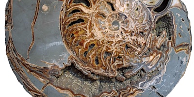 Imagem principal do evento Ammonite, azurite, rhyolite…