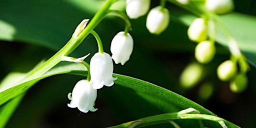 Hauptbild für Muguet/Lily of the Valley Perfume  Accords (online)