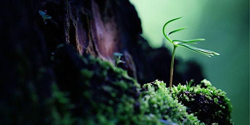 Imagen principal de Letting nature heal us - forest bathing in Timperley's 'Ancient Wood'