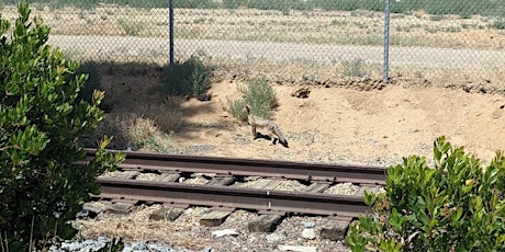 Urban San Joaquin Kit Fox Workshop