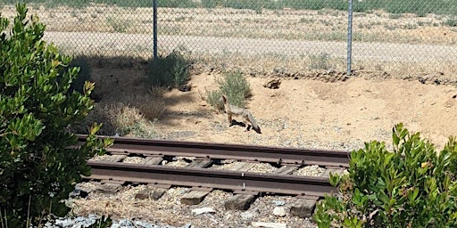 Urban San Joaquin Kit Fox Workshop primary image