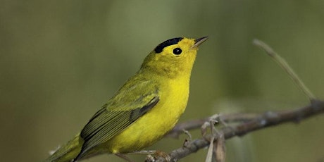 Guided Bird Walk for World Migratory Bird Day primary image