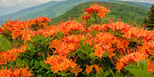 Gardening With Native Trees And Shrubs primary image