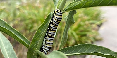 Primaire afbeelding van Bilingual - Let's Talk Insects for World Migratory Bird Day