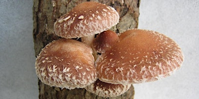 Imagem principal de Mushroom Production Workshop