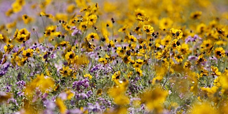 Native Wildflower Workshop: Pollinator Pots