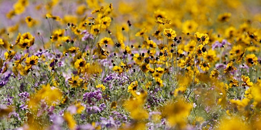 Hauptbild für Native Wildflower Workshop: Pollinator Pots