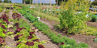 Primaire afbeelding van Green Shoots Children's Gardening Club