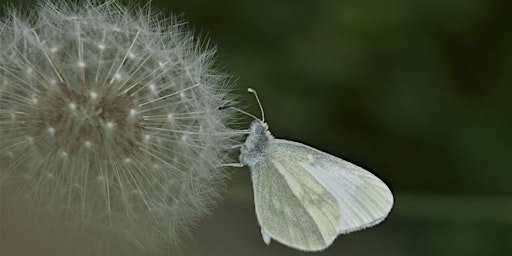 Hauptbild für Butterfly Conservation Northern Ireland - Recorder's Day (NIRD) 2024
