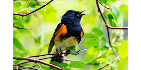 WARBLERS ON THE WING