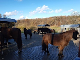 Hauptbild für Aromapflege und energetisches Wohlbefinden für Pferde