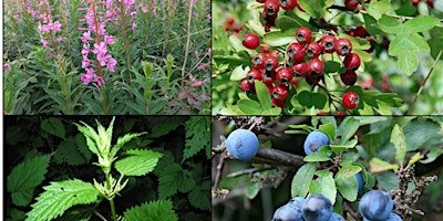 Primaire afbeelding van Wild Edibles And Medicinals Forage Walk