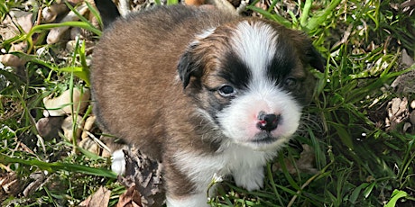 Puppy Yoga in Arlington primary image