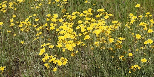 Hauptbild für Go Native!