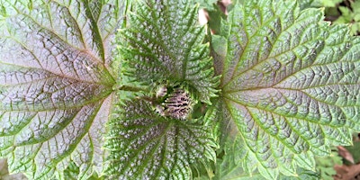 All About Nettles! primary image