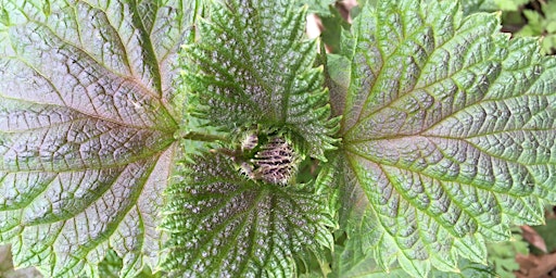 All About Nettles! primary image
