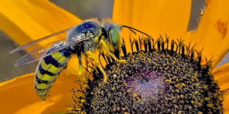 Pollinator-Plus Festival