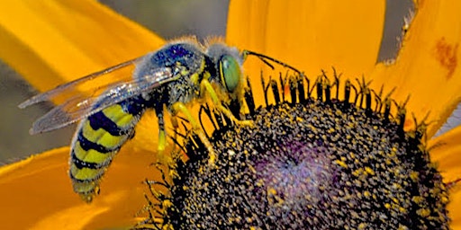 Primaire afbeelding van Pollinator-Plus Festival