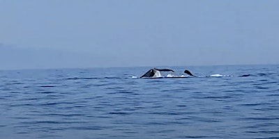 Imagen principal de 4-hr Whale Watching with A La Carte Service