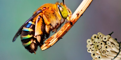 Primaire afbeelding van NaturallyGC Kids - Native Bee Pollinators