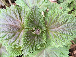 All About Nettles! primary image