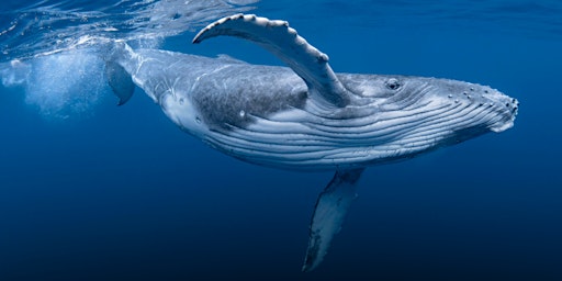 Imagem principal de NaturallyGC Kids - Wild About Whales